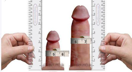 Измерение полового члена до и после увеличения в домашних условиях